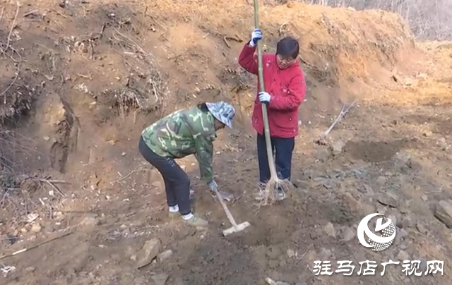 25年！确山七旬夫妇把3000亩荒山变绿岭