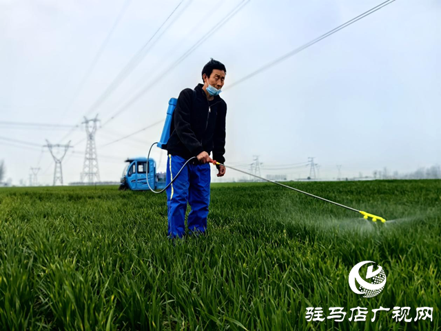 驿城区水屯镇：抢抓农时春管忙 小麦“喝”上返青水
