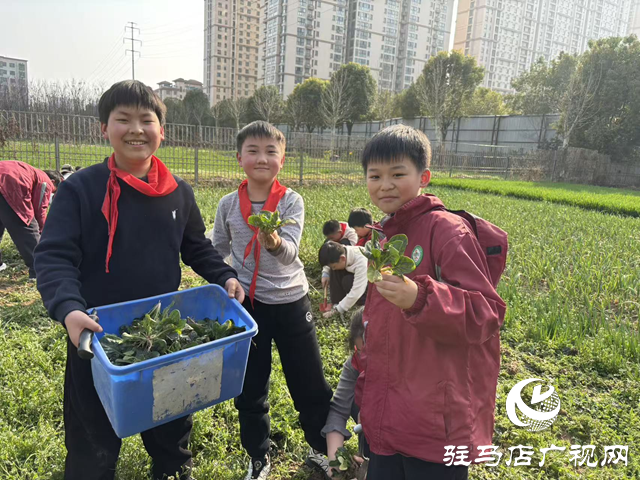  劳动实践促成长 田间课堂乐趣多