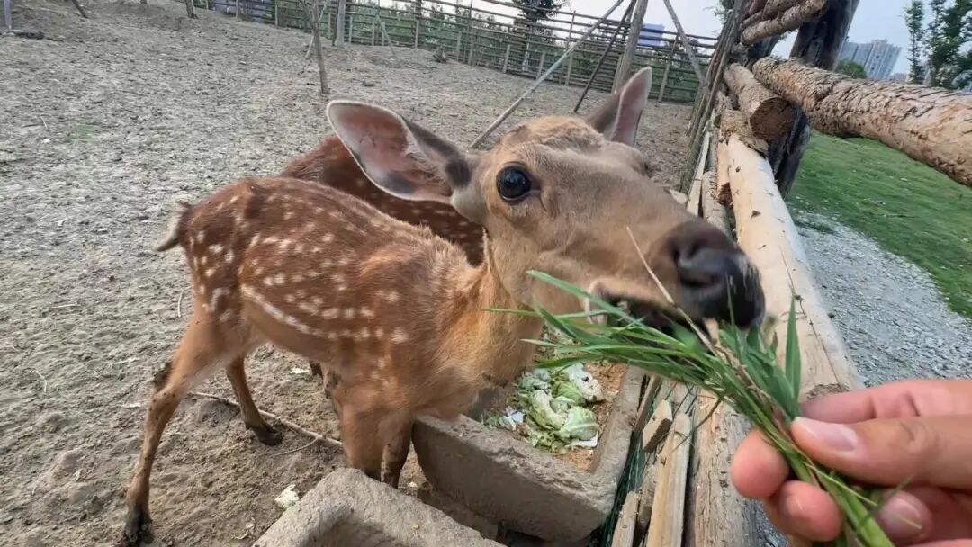 春游反内卷 驻马店潮人都去这解锁松弛感