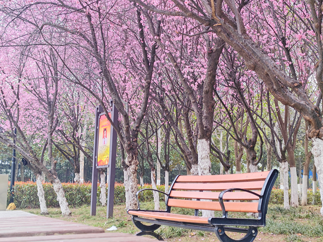 满园繁花映春色 踏青游园正当时