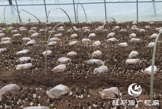 泌阳县铜山乡：小小羊肚菌 富民大产业