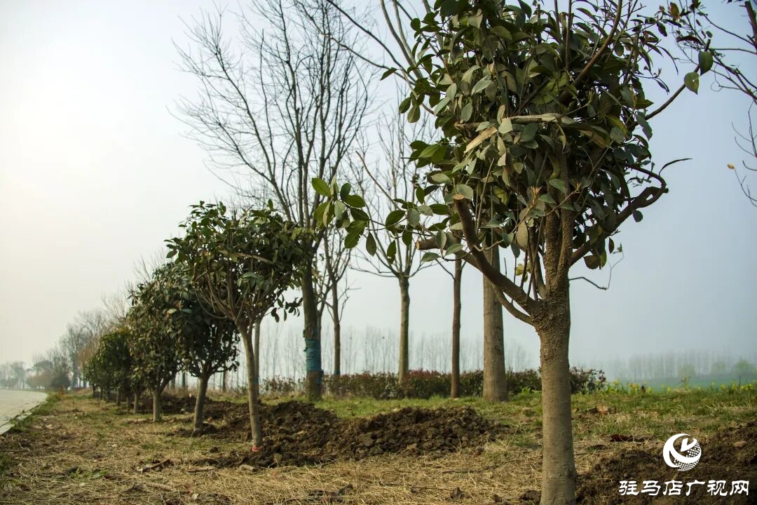 正阳县清源街道：志愿红辉映高速路 全员携手植新绿