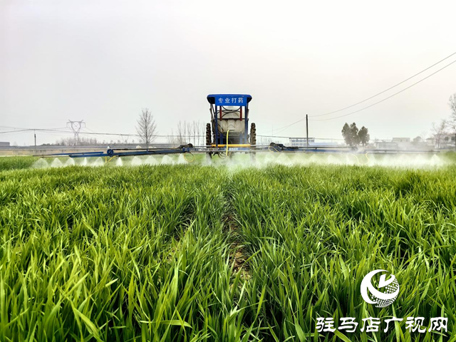 驿城区水屯镇：抢抓农时春管忙 小麦“喝”上返青水