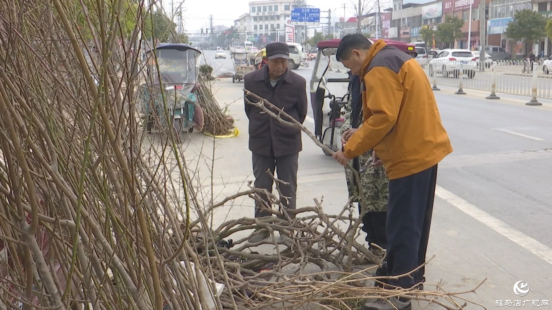 正阳县苗木市场迎来购销热潮