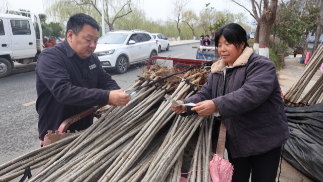 国网泌阳县供电公司：植树节里话护线电网运行更安全