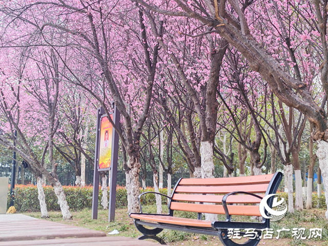 满园繁花映春色 踏青游园正当时