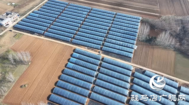 泌阳县铜山乡：小小羊肚菌 富民大产业