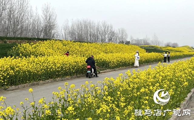 春暖花开喷嚏不断？专家支招科学应对花粉过敏