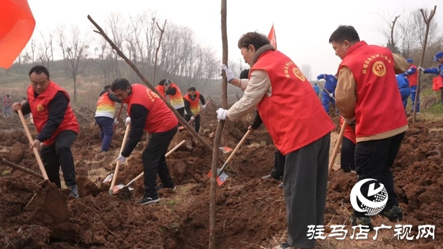 驿城区：植树增绿当先锋 共绘生态新图景