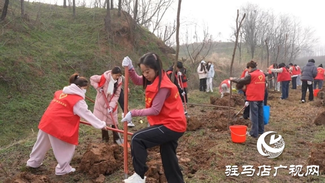 驿城区：植树增绿当先锋 共绘生态新图景