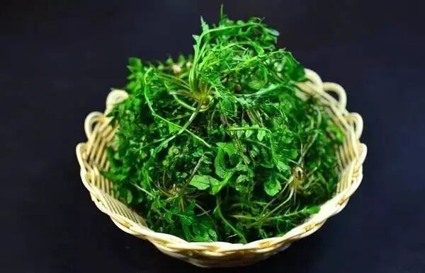 河南驻马店春日食鲜指南：这些野菜，才是春天该有的味道