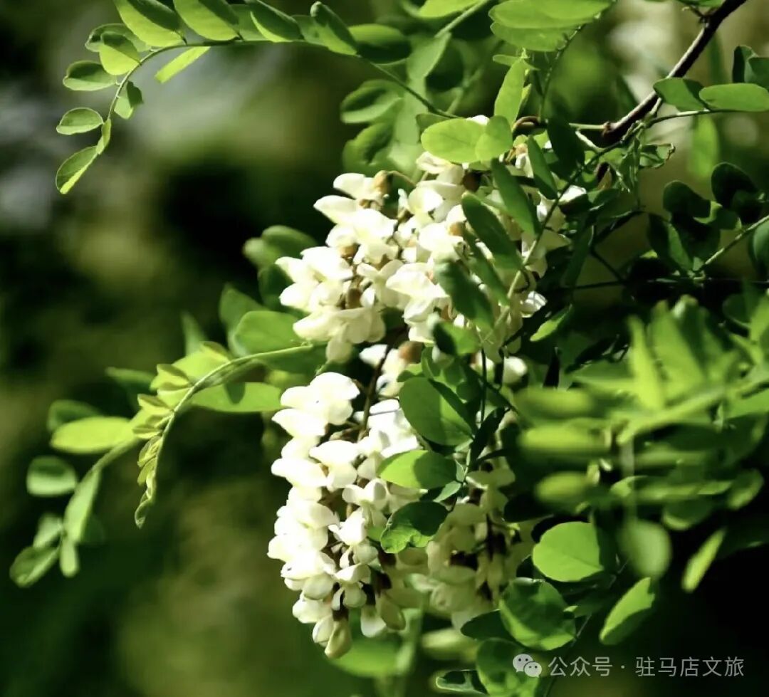 河南驻马店春日食鲜指南：这些野菜，才是春天该有的味道