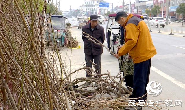 正阳县迎来春季苗木销售旺季
