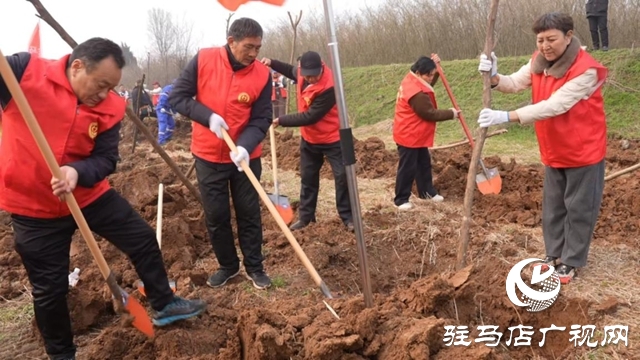 驿城区：植树增绿当先锋 共绘生态新图景