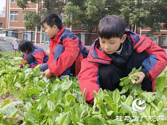 驻马店市第二十八小学举行蔬菜义卖活动