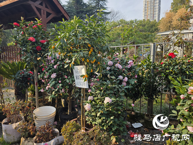 春植正当时 驻马店市花卉市场迎来购销高峰