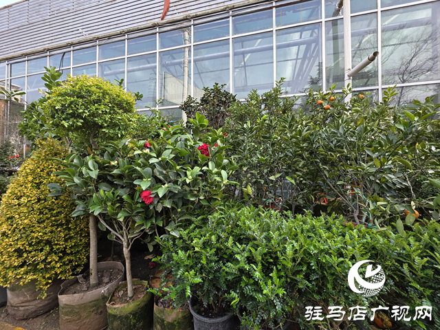 春植正当时 驻马店市花卉市场迎来购销高峰