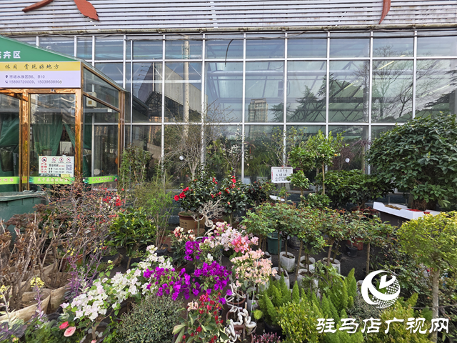 春植正当时 驻马店市花卉市场迎来购销高峰