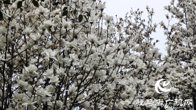 驻马店:春雨润枝桠 玉兰满城芳