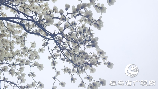 驻马店:春雨润枝桠 玉兰满城芳