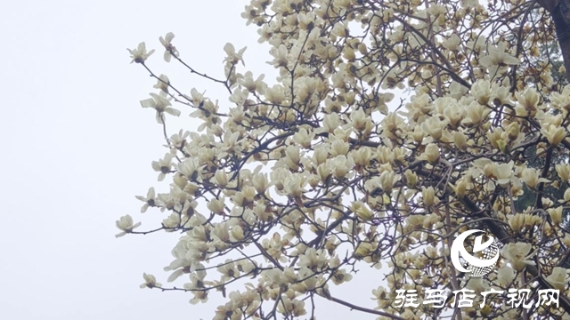 驻马店:春雨润枝桠 玉兰满城芳