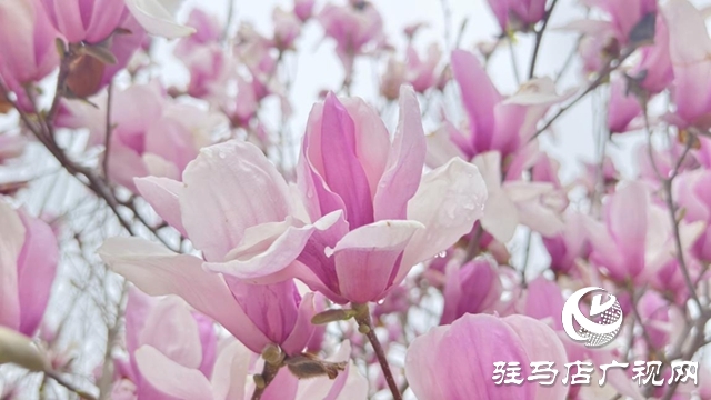 驻马店:春雨润枝桠 玉兰满城芳