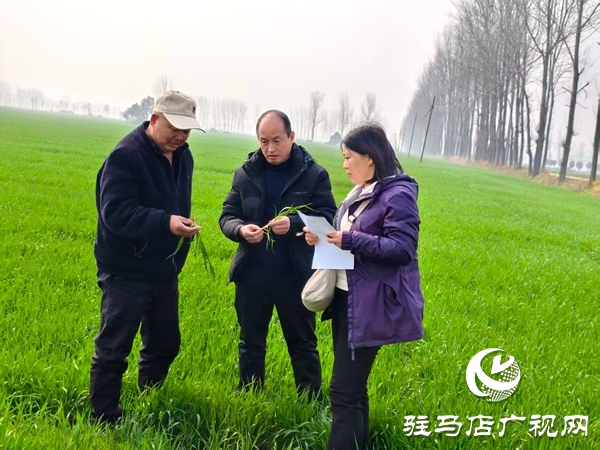平舆县农业农村局开展高素质农民跟踪服务助力春耕生产提质增效