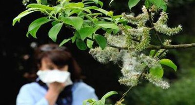 花粉过敏是不是免疫力下降？医生：这是认识误区
