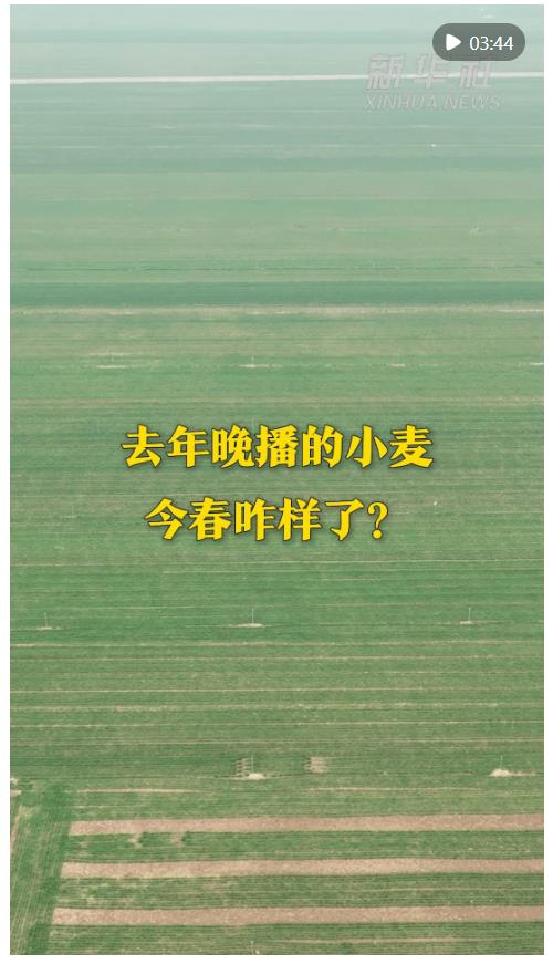 秀我中国｜去年晚播的小麦 今春咋样了？