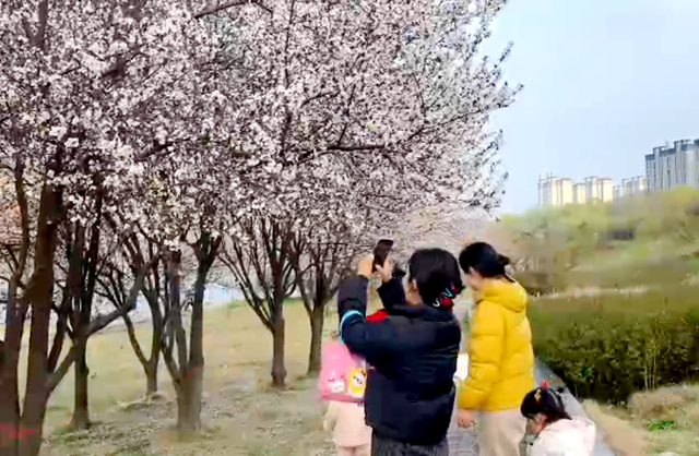 记得关窗！花粉季提前开启