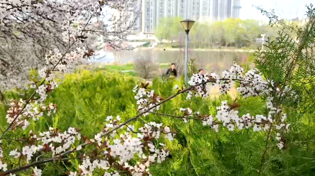 驻马店：练江河畔花盛开 市民踏青赏花来