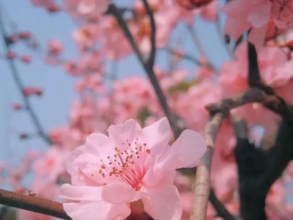诗意天中 | 登山赏花观云，赏春光无限...