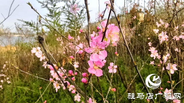 驻马店:练江河畔花盛开 市民踏青赏花来