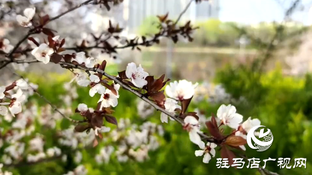 驻马店:练江河畔花盛开 市民踏青赏花来