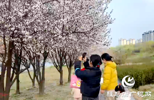 驻马店:练江河畔花盛开 市民踏青赏花来