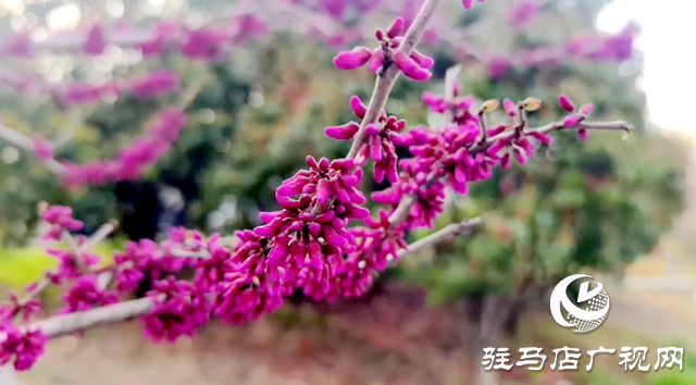 驻马店:练江河畔花盛开 市民踏青赏花来