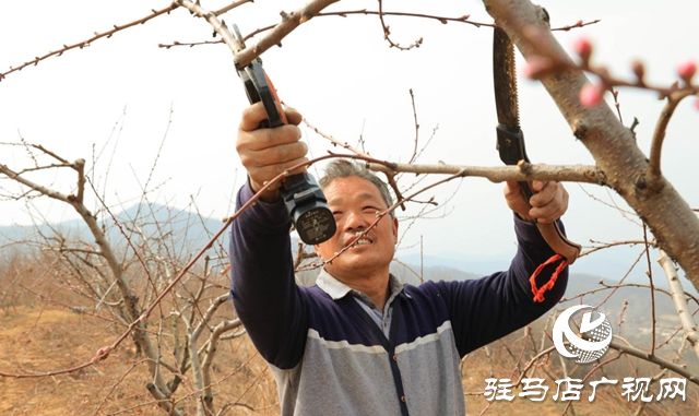 驿城区:育苗春管“智”味浓