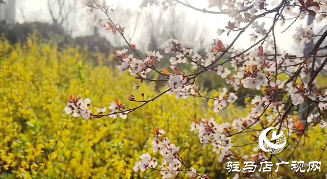 驻马店:练江河畔花盛开 市民踏青赏花来
