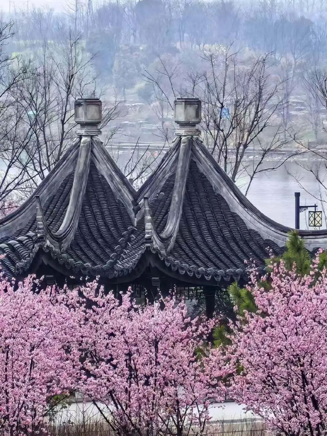 诗意天中 | 登山赏花观云，赏春光无限...