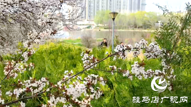 驻马店:练江河畔花盛开 市民踏青赏花来