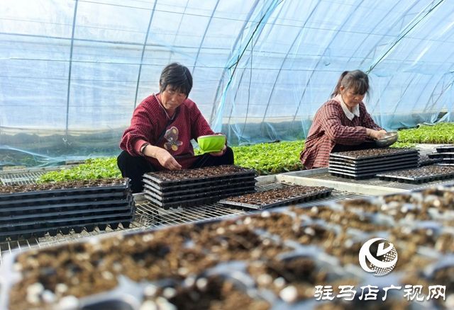 驿城区：育苗春管&ldquo;智&rdquo;味浓 桃园剪枝盼丰收