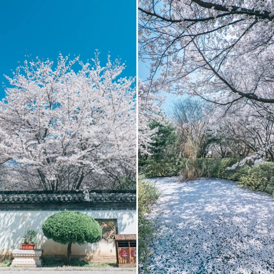 河南樱花地图上新！粉染中原，惊艳整个春天