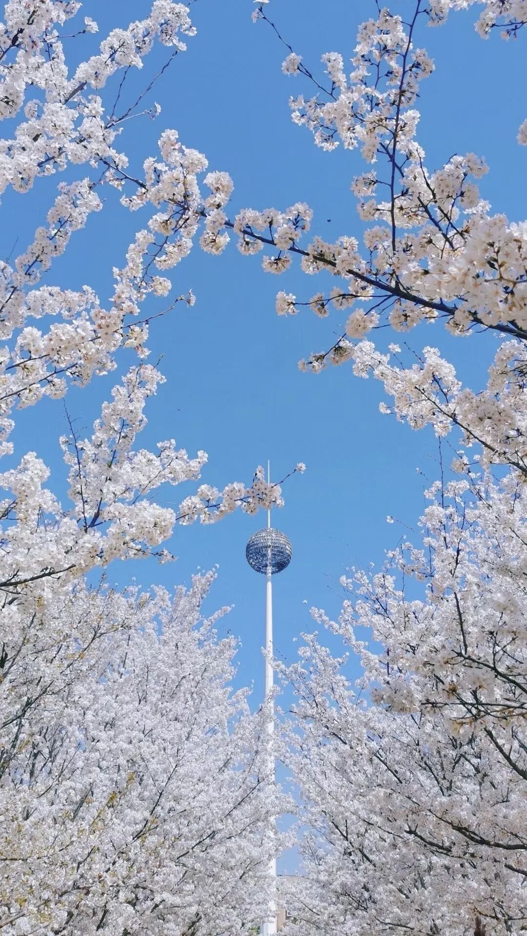 河南樱花地图上新！粉染中原，惊艳整个春天