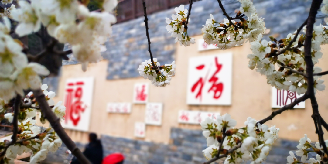 河南樱花地图上新！粉染中原，惊艳整个春天