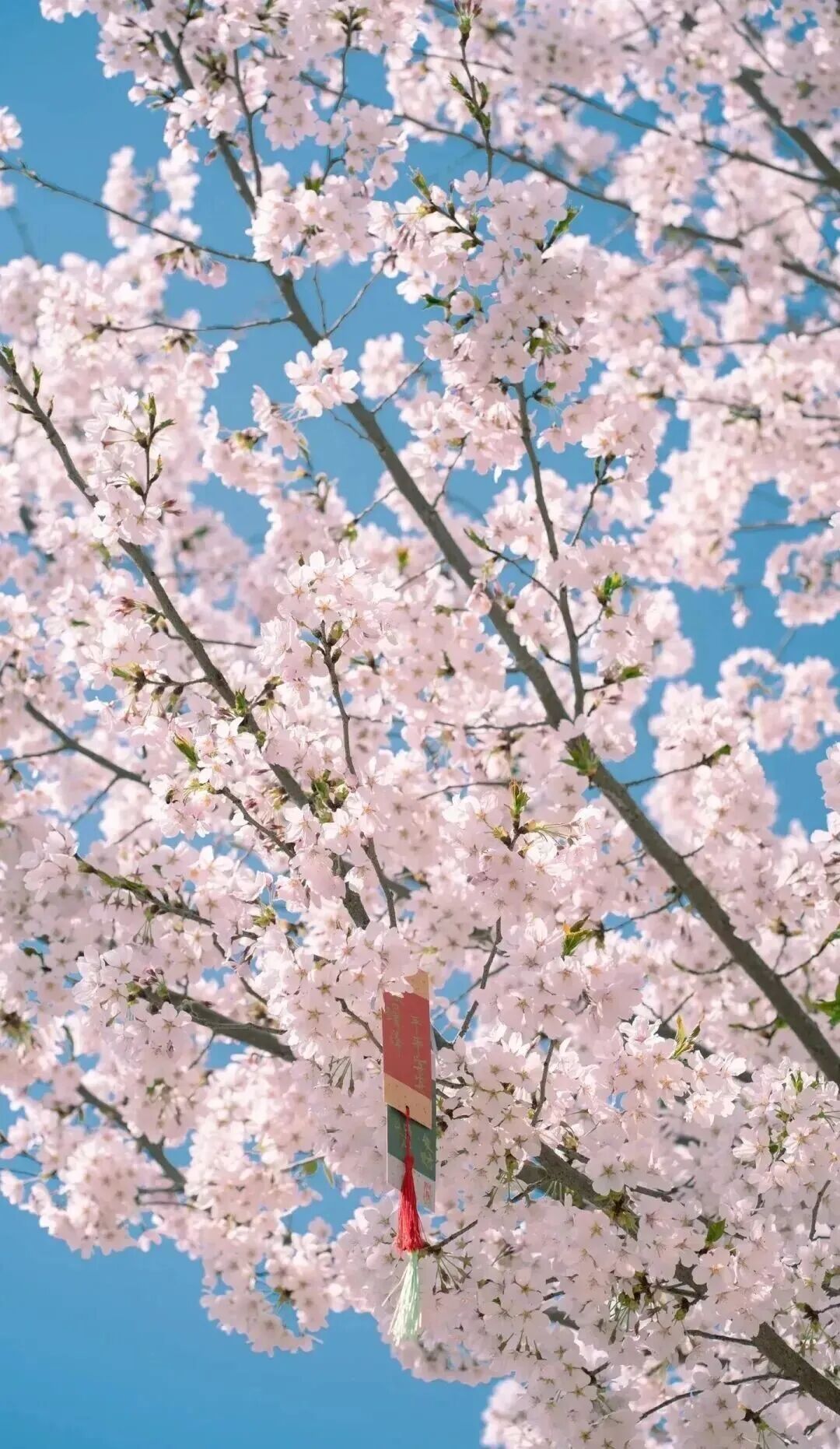 河南樱花地图上新！粉染中原，惊艳整个春天
