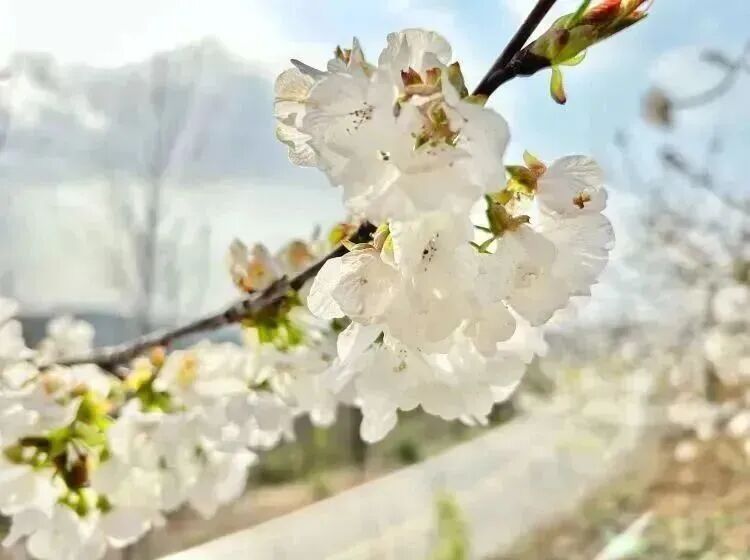 河南樱花地图上新！粉染中原，惊艳整个春天