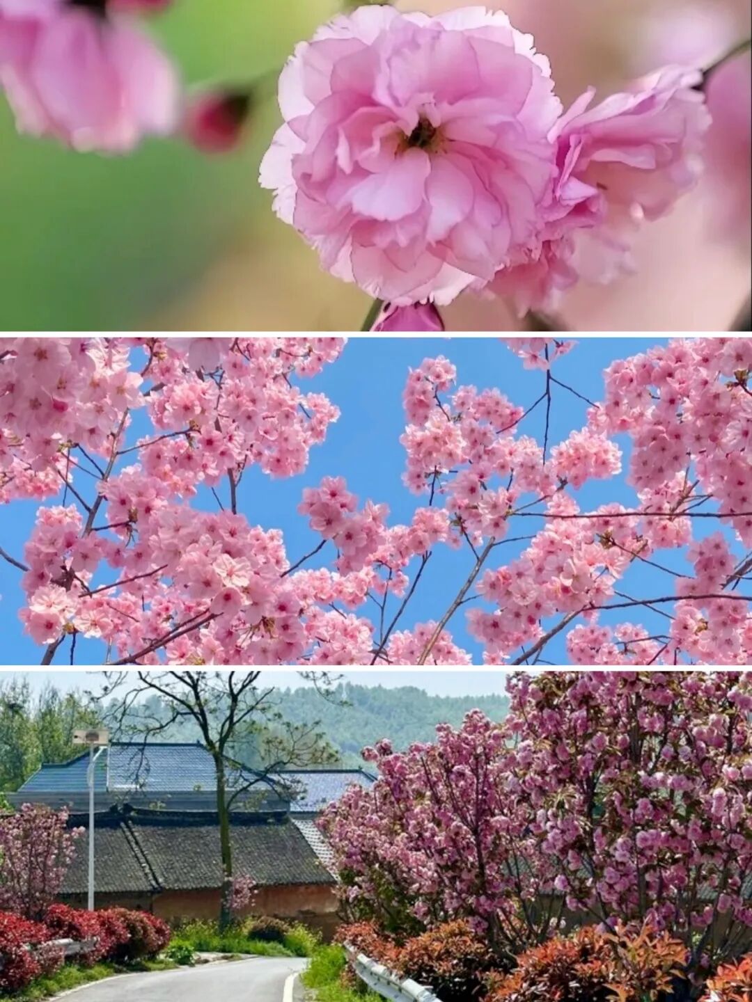 河南樱花地图上新！粉染中原，惊艳整个春天