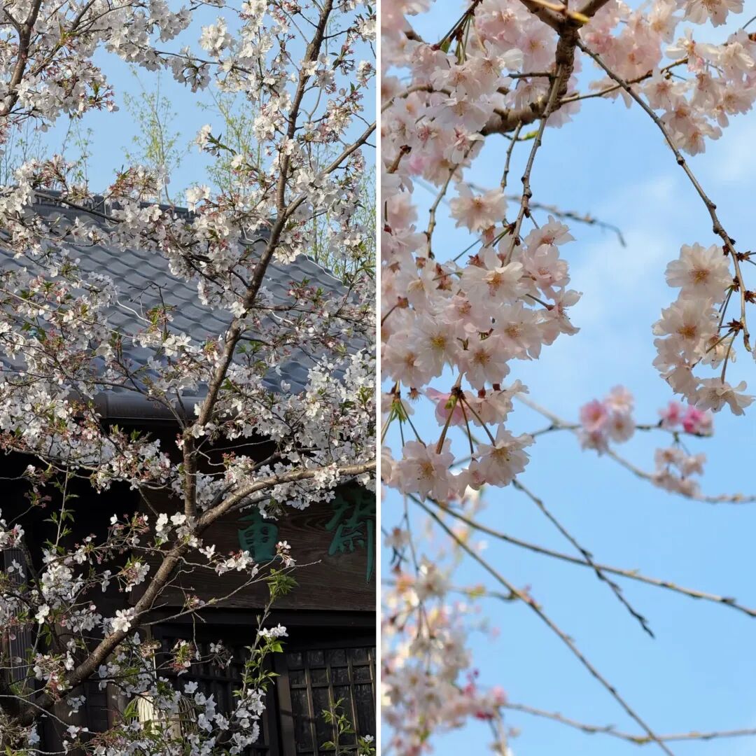 河南樱花地图上新！粉染中原，惊艳整个春天