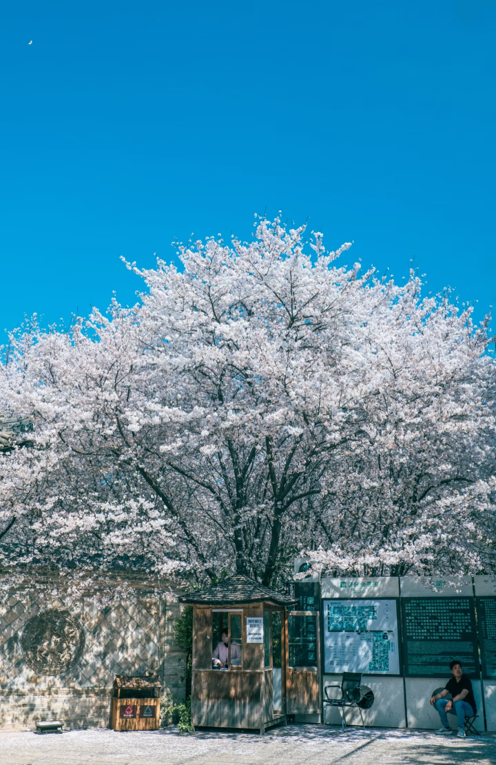 河南樱花地图上新！粉染中原，惊艳整个春天